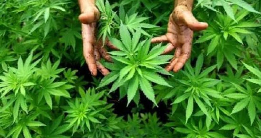 Azerbaijan records 1,765 drug-related crimes in January&ndash;February