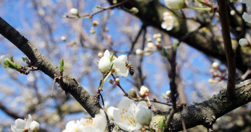 Завтра в регионах Азербайджана ожидается 20&deg; тепла