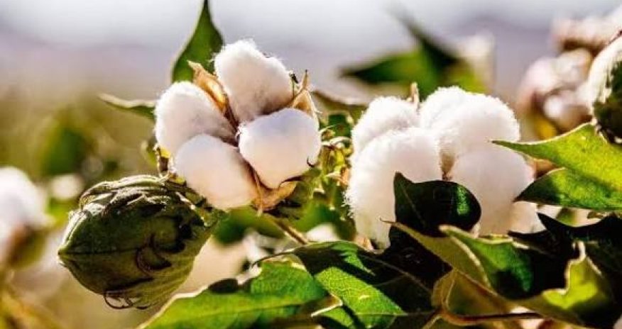 Azərbaycanda pambıq mahlıcı istehsalı 13 %-dən çox artıb