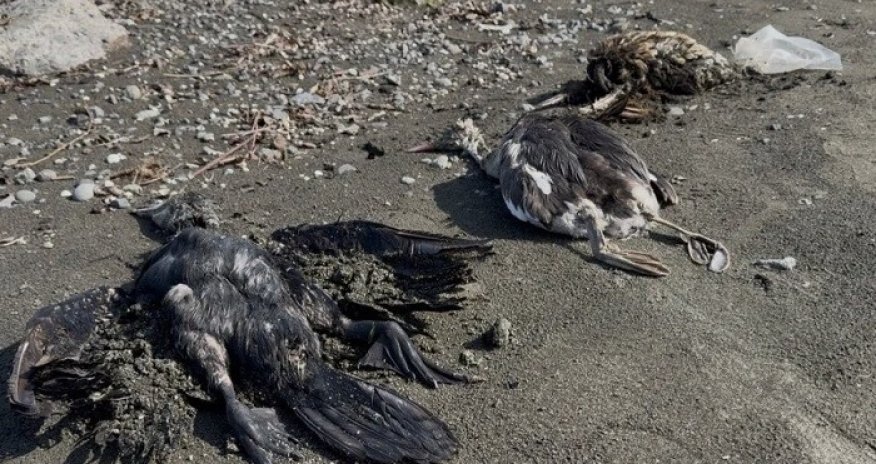 Lənkəranda bu quşlarkütləvi qırılır