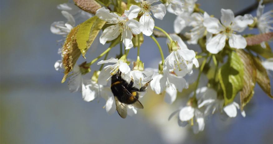 Sabahın hava proqnozu