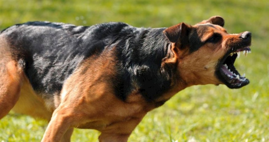 Biləsuvarda sahibsiz it 10 yaşlı uşağı dişləyib