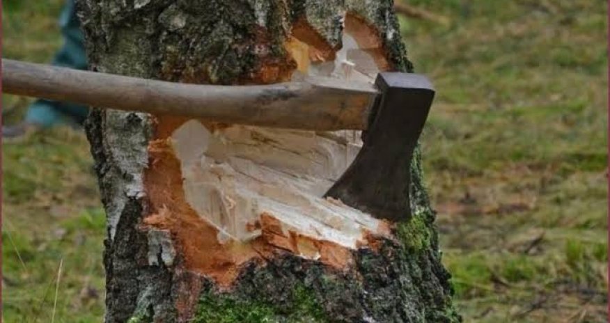 В Азербайджане выявлены факты незаконной вырубки деревьев на сумму свыше 317 тыс. манатов