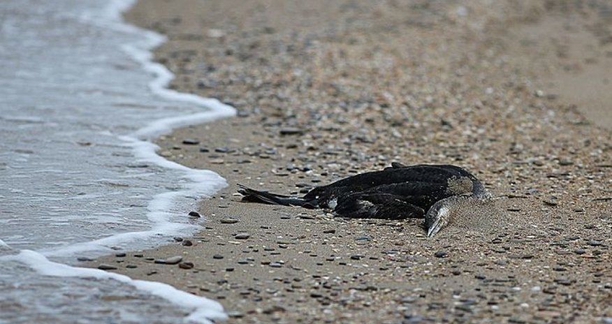 Сотни погибших и измазанных мазутом птиц на побережье Черного моря