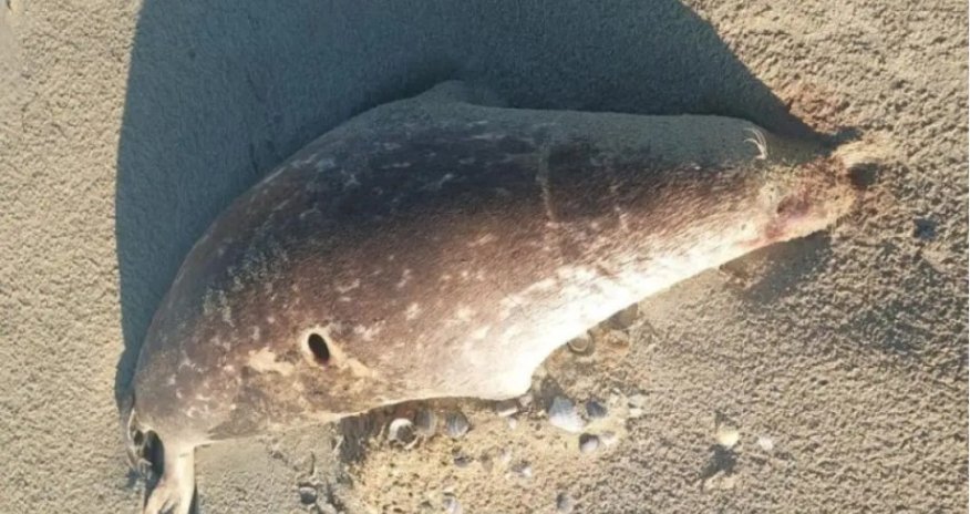 About 100 dead seals wash up on the Caspian shore in Kazakhstan