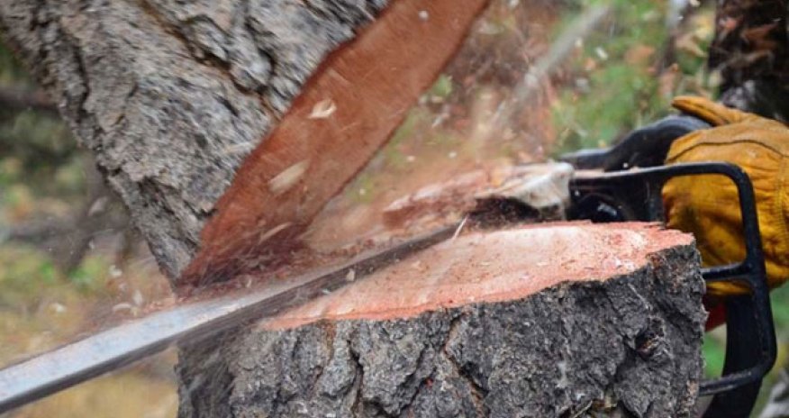 Son 1 həftədə təbiətə 133 mindən çox ziyan vurulub