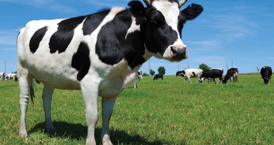 İdentifikasiya olunmamış heyvanların bazarlara daxil olmasına məhdudiyyət tətbiq ediləcək