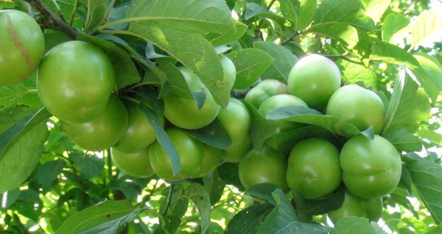 Bu il bazarlarda alça &ldquo;qıtlığı&rdquo; gözlənilir