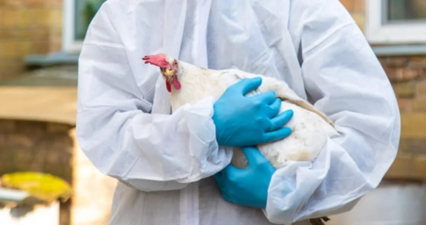 Azərbaycanda quş qripinə qarşı növbəti epizootoloji monitorinq keçiriləcək