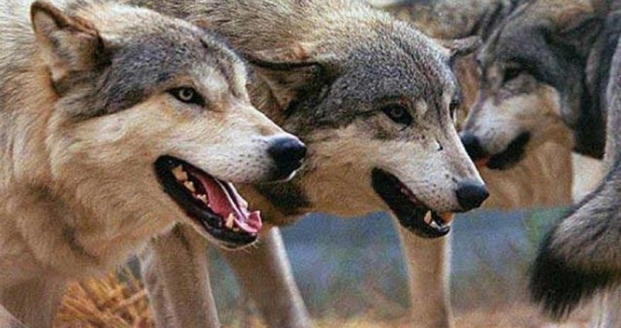 
В Уджаре шакал напал на жителей, три человека пострадали