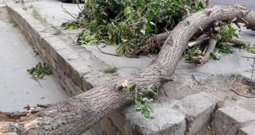 Bakıda güclü külək səbəbindən 34 ağac aşıb