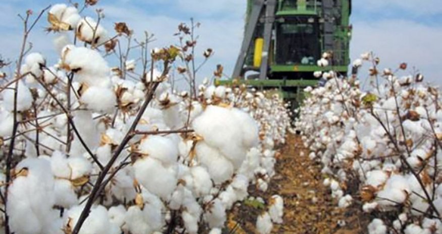 
"Azərpambıq"dan əldə olunan gəlir açıqlanıb