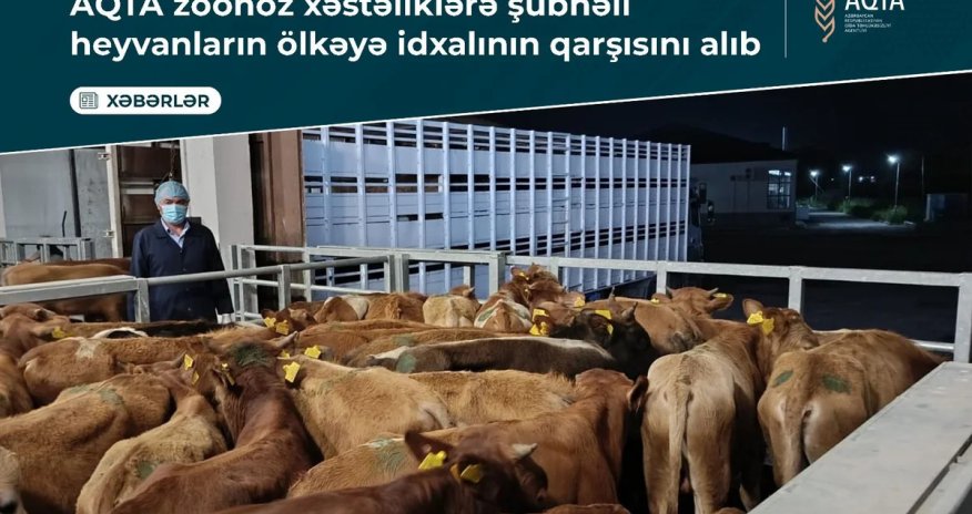 Zoonoz xəstəlik şübhəsi olan heyvanların Azərbaycana idxalının qarşısını alıb