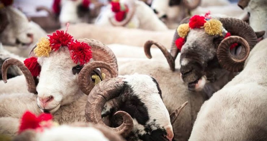 
Qurban bayramı öncəsi heyvan bazarında qiymətlər