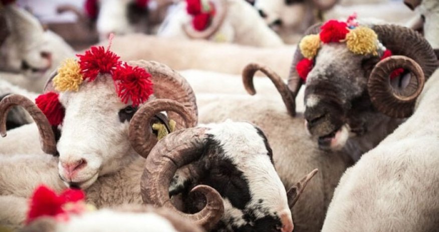 QMİ Qurban bayramı ilə bağlı fətva verib