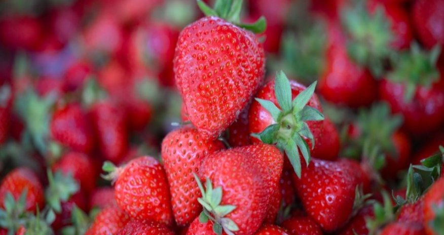 Azerbaijan&rsquo;s strawberry exports surge more than fivefold