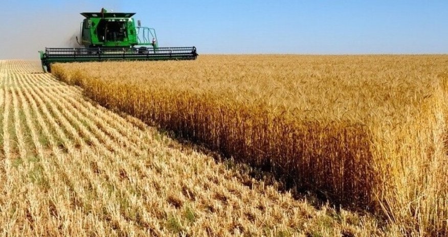 Уборка зерновых в Азербайджане выполнена почти на 67%