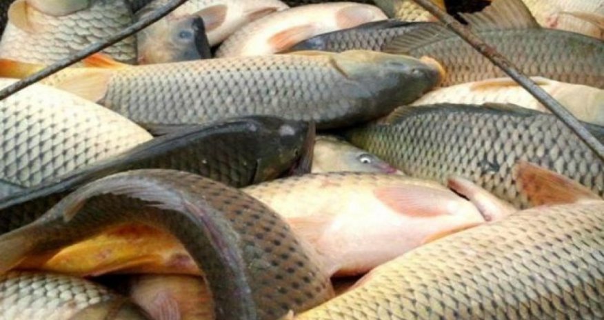 В Азербайджане готовят новые правила продажи рыбной продукции