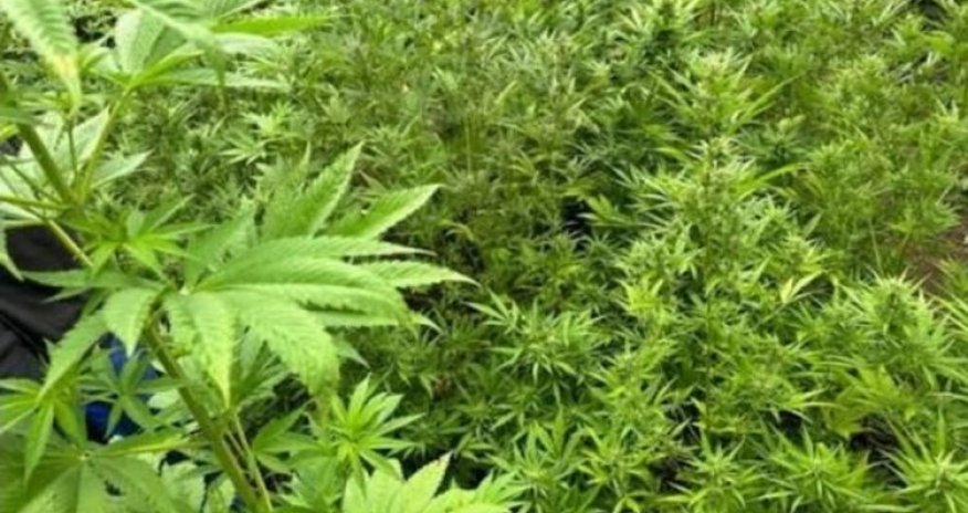 В Азербайджане за сутки уничтожено свыше тонны дикорастущей конопли