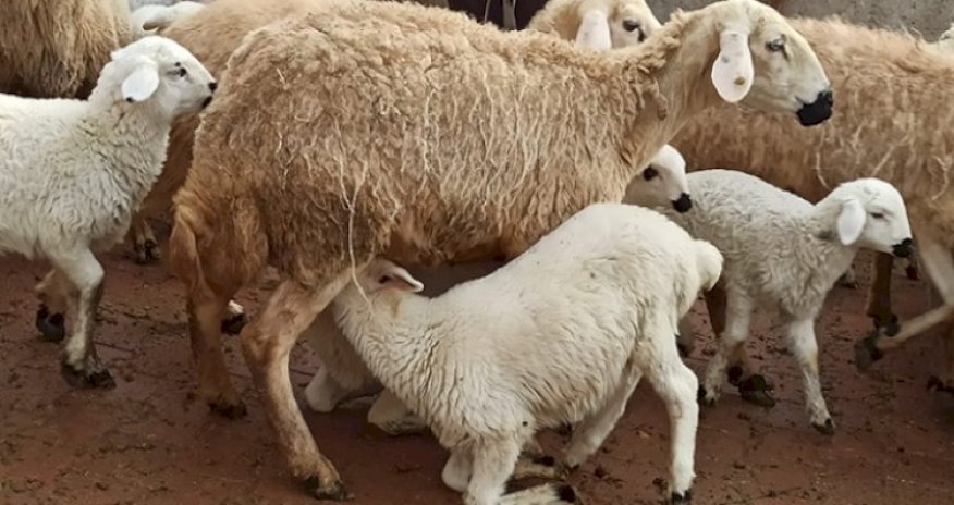 Georgia nearly triples earnings from sheep exports to Azerbaijan