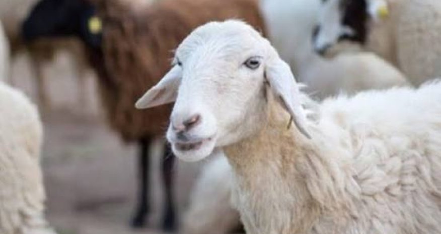 Georgia nearly triples earnings from sheep exports to Azerbaijan