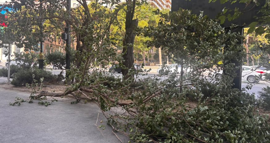 Bakıda güclü külək 14 ağacı aşırıb, 41 budağı sındırıb