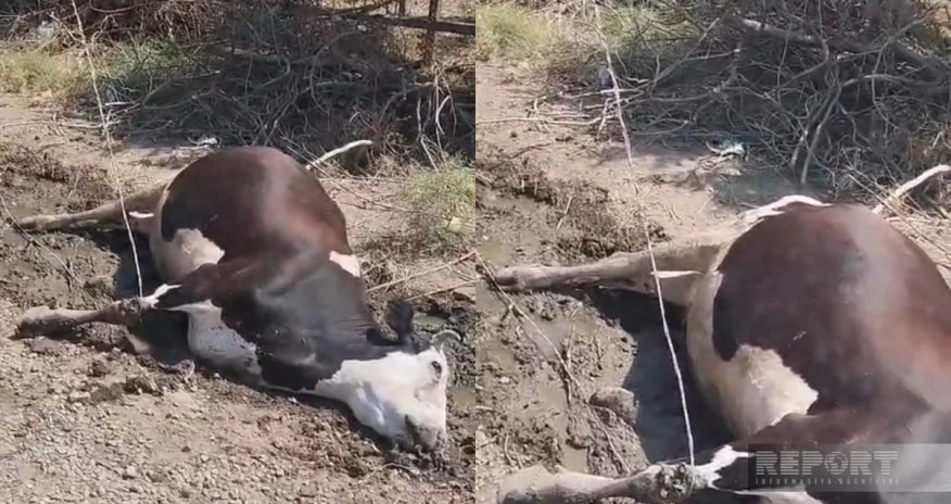 Cəlilabadda elektrik naqilinə toxunan iribuynuzlu heyvan tələf olub