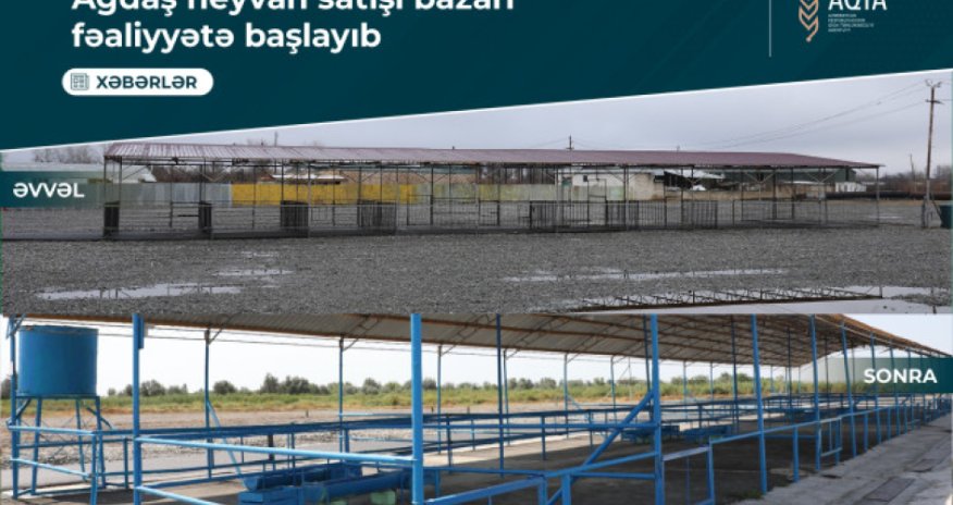 Ağdaşda heyvan satışı bazarı fəaliyyətini bərpa edib