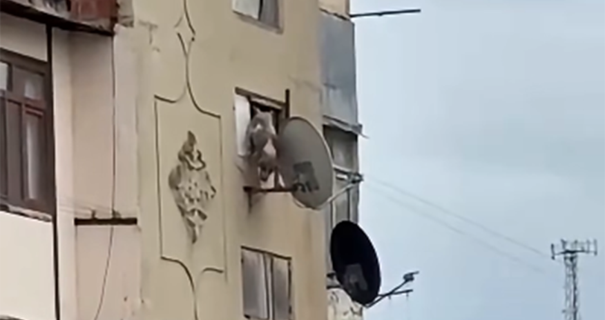 Bakıda iti binadan atan şəxs məsuliyyətə cəlb edilib